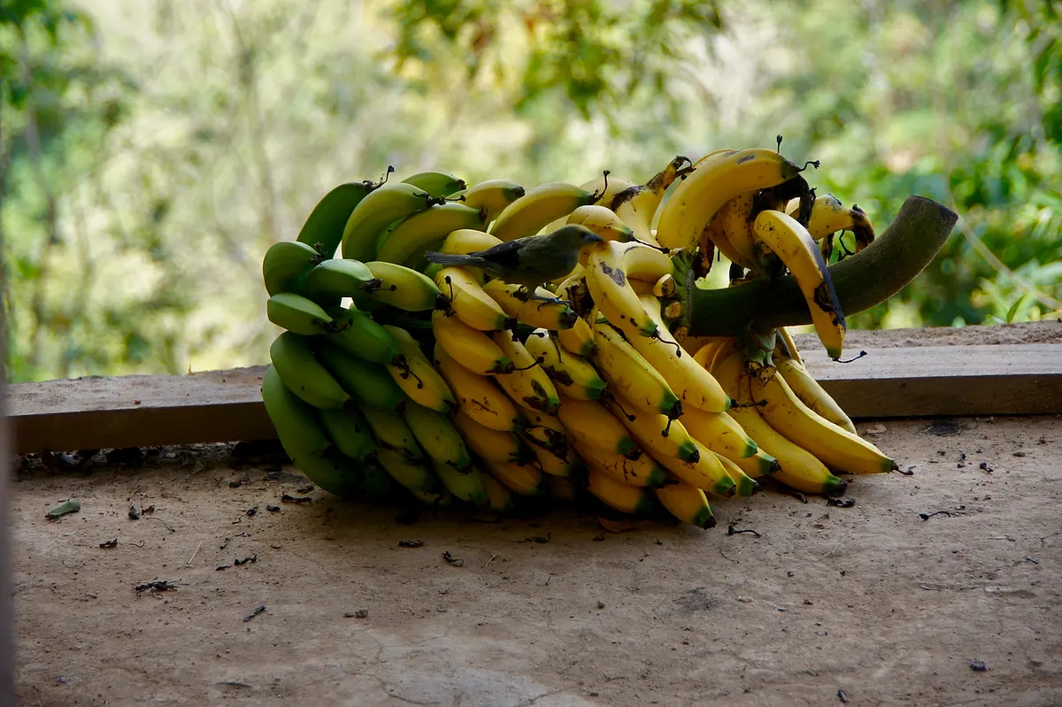 A heavy bunch of green and yellow bananas resting on a concrete ledge, with the jungle out of focus behind