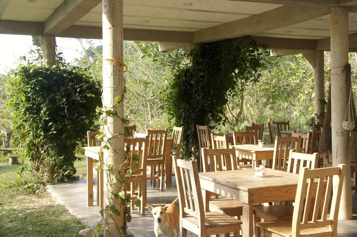 The open-air restaurant terrace with wooden tables and chairs under a roof held by white columns wrapped in vines