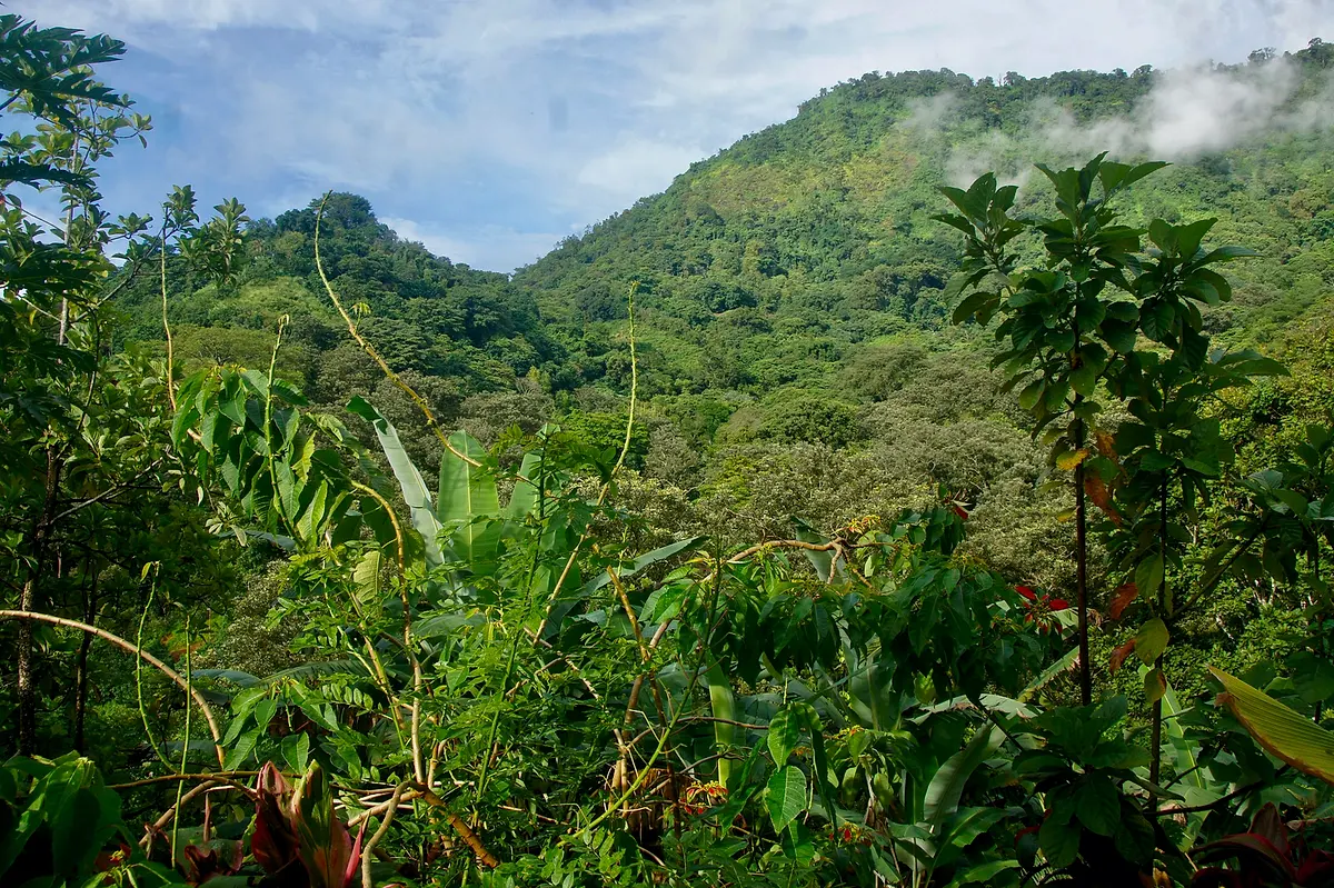 Jungle-covered ridges of the Sierra Nevada rising behind banana leaves and tall trees
