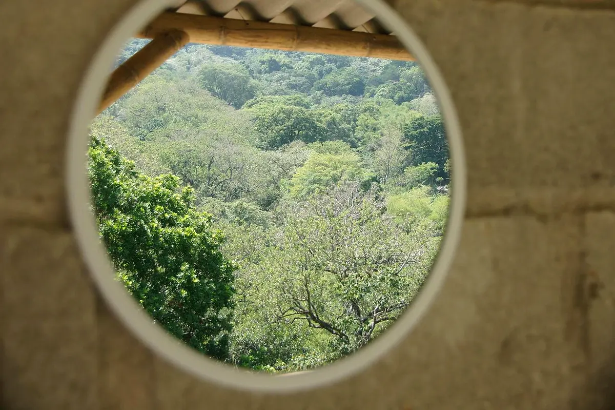 Jungle treetops seen through a circular opening in a concrete wall, framed by a bamboo beam