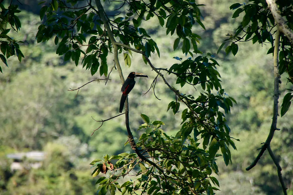 A toucanet perched on a curving branch among leaves, photographed at the hostel, with the forest blurred behind