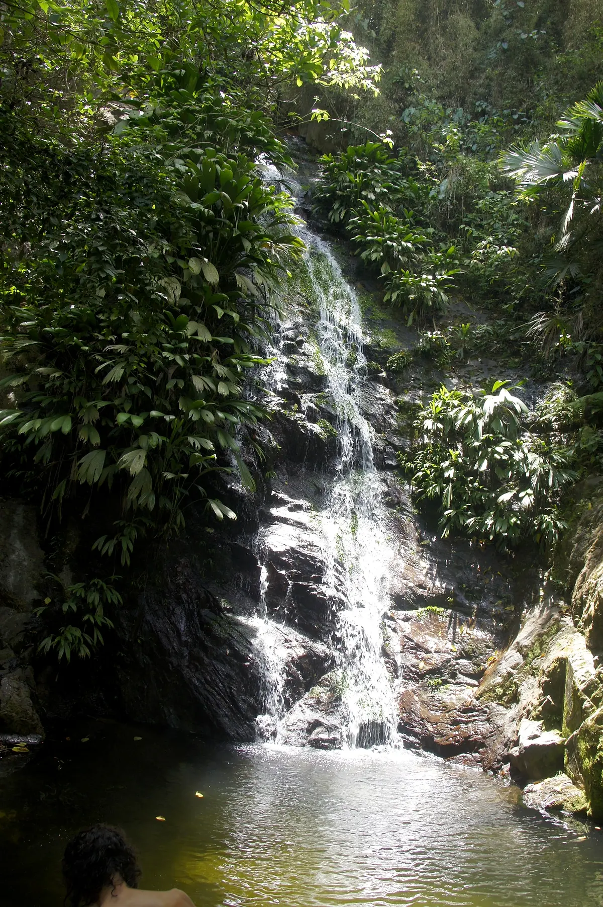 A slender waterfall pouring over mossy rock into a pool, surrounded by jungle foliage